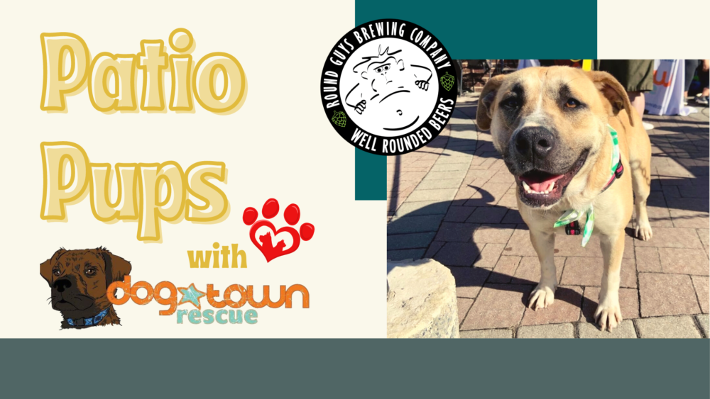 Patio Pups every 2nd Sunday at Round Guys Brewing Company in Lansdale, PA.